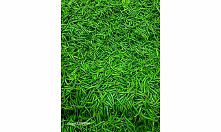 GREEN CHILLI