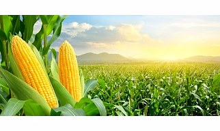 Maize corn