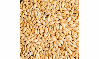 Barley  & wheat