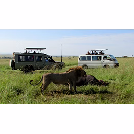 06 days best of kenya safari masai mara game reserve, lake nakuru and amboseli national park