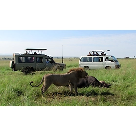 06 Days Best of Kenya Safari Masai Mara Game Reserve, Lake Nakuru and Amboseli National Park