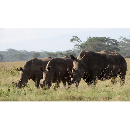 06 Days Best of Kenya Safari Masai Mara Game Reserve, Lake Nakuru and Amboseli National Park-1