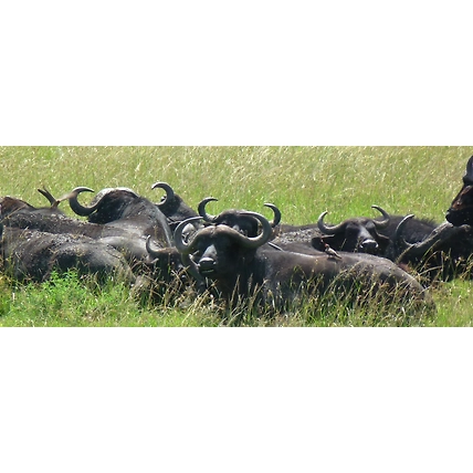 7 Days perfect safari trip Masai Mara, Lake Nakuru, Lake Naivasha and Amboseli National Park-1