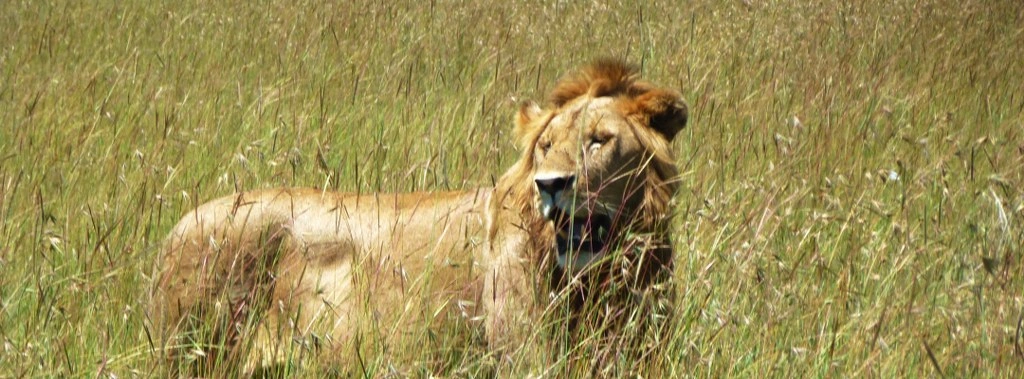 7 Days perfect safari trip Masai Mara, Lake Nakuru, Lake Naivasha and Amboseli National Park-2