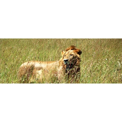 7 Days perfect safari trip Masai Mara, Lake Nakuru, Lake Naivasha and Amboseli National Park-2