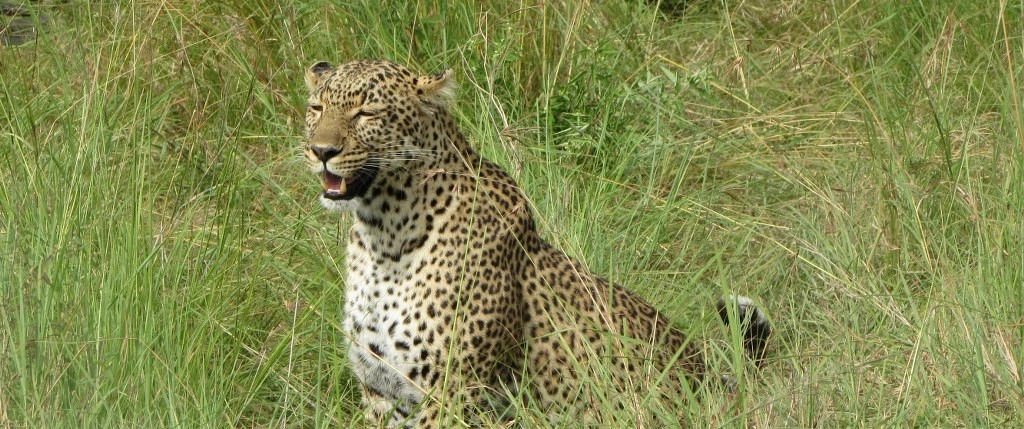 7 Days perfect safari trip Masai Mara, Lake Nakuru, Lake Naivasha and Amboseli National Park-3