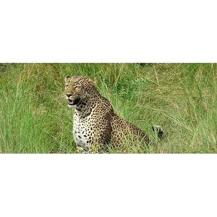7 Days perfect safari trip Masai Mara, Lake Nakuru, Lake Naivasha and Amboseli National Park-3