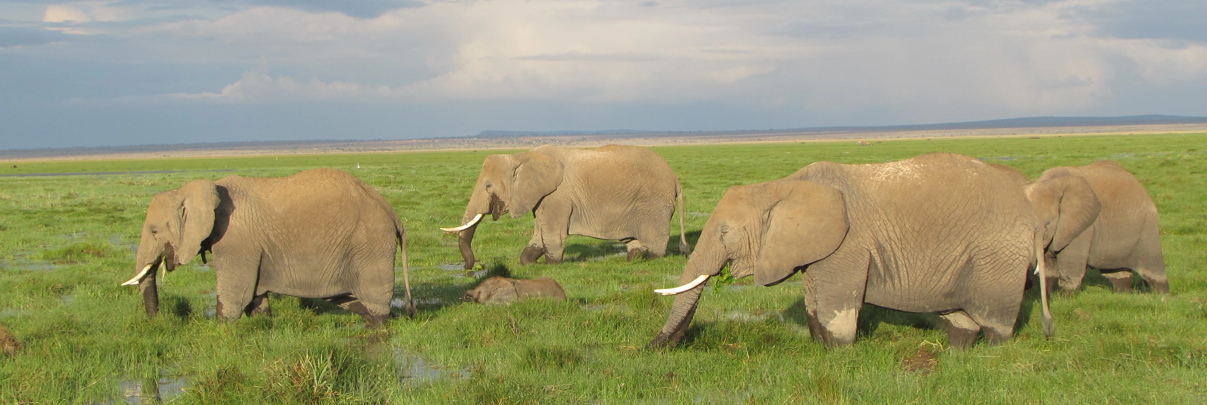 7 Days perfect safari trip Masai Mara, Lake Nakuru, Lake Naivasha and Amboseli National Park-4