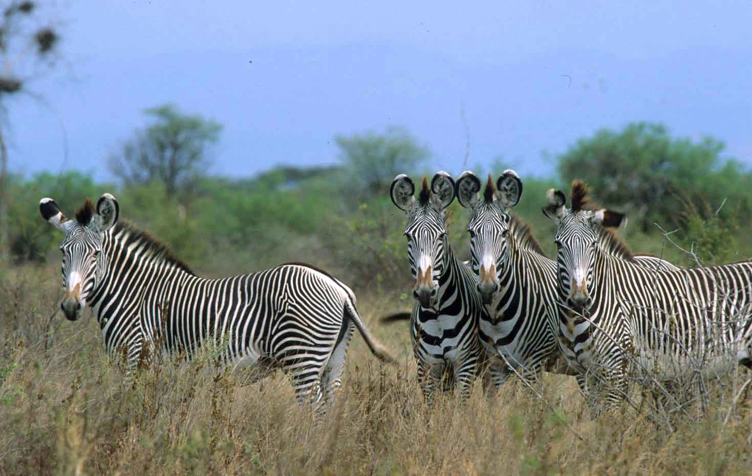 7 Days Best Safari Tour in Kenya Meru National Park, Samburu , Lake Nakuru &amp; Masai Mara Game Reserve-1005909-3dc3d505