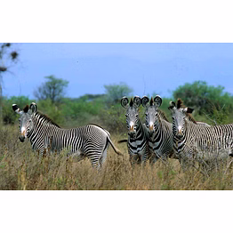 kenya private safari 7 days best safari tour in kenya meru national park, samburu , lake nakuru & masai mara game reserve