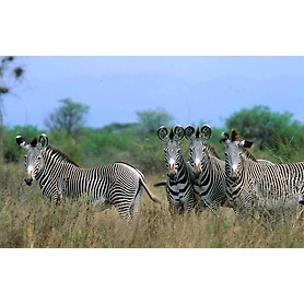 7 Days Best Safari Tour in Kenya Meru National Park, Samburu , Lake Nakuru & Masai Mara Game Reserve