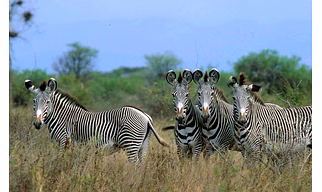 7 Days Best Safari Tour in Kenya Meru National Park, Samburu , Lake Nakuru & Masai Mara Game Reserve