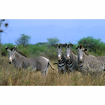 kenya private safari 7 days best safari tour in kenya meru national park, samburu , lake nakuru & masai mara game reserve