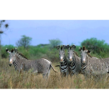 7 Days Best Safari Tour in Kenya Meru National Park, Samburu , Lake Nakuru &amp; Masai Mara Game Reserve-1005909-3dc3d505