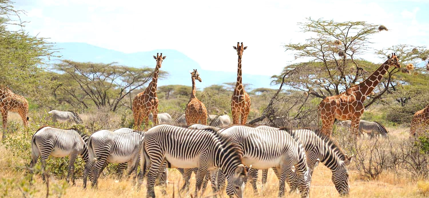 7 Days Best Safari Tour in Kenya Meru National Park, Samburu , Lake Nakuru &amp; Masai Mara Game Reserve-2