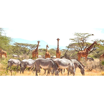 7 Days Best Safari Tour in Kenya Meru National Park, Samburu , Lake Nakuru &amp; Masai Mara Game Reserve-2