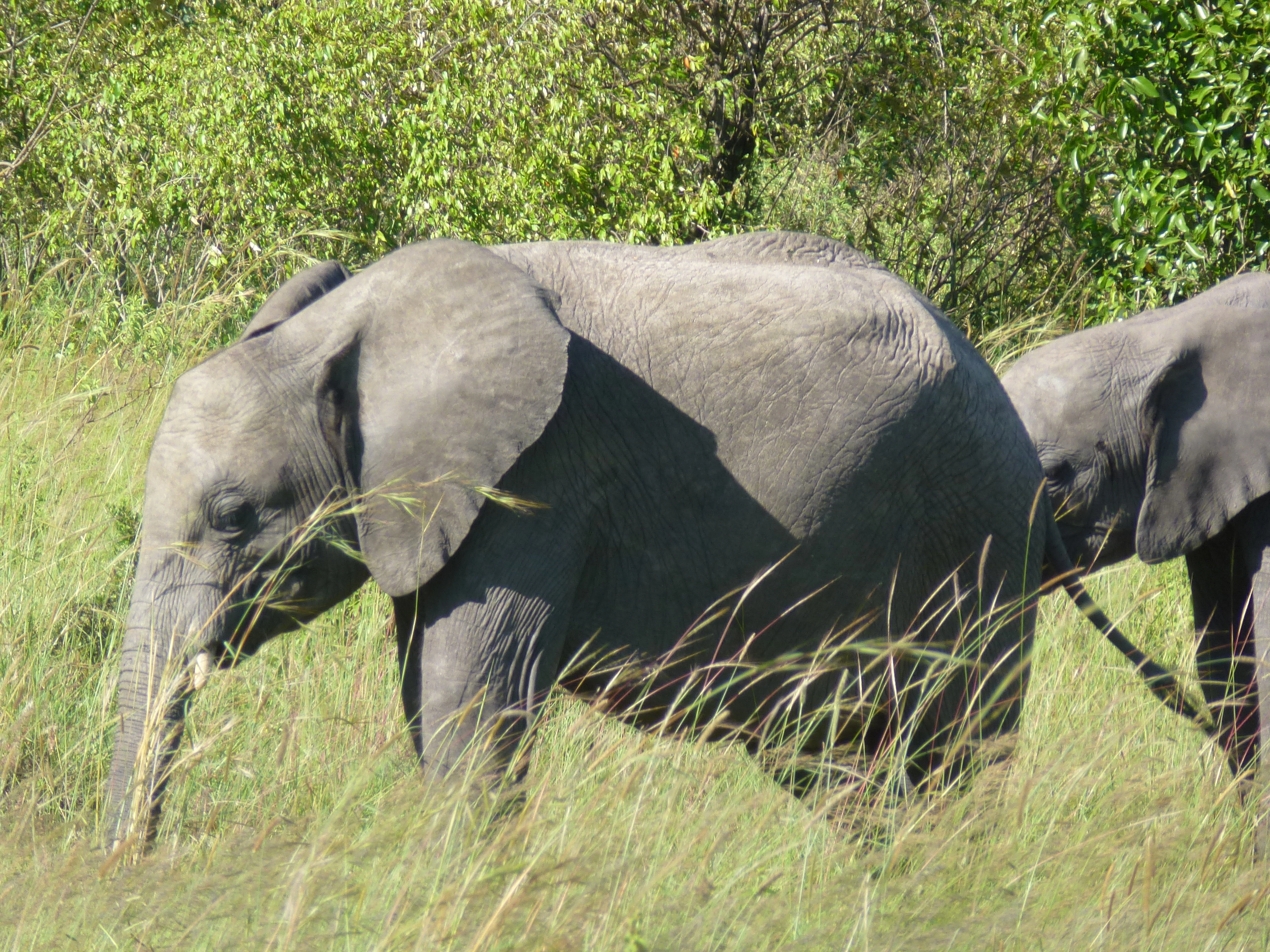 7 Days Best Safari Tour in Kenya Meru National Park, Samburu , Lake Nakuru &amp; Masai Mara Game Reserve-3