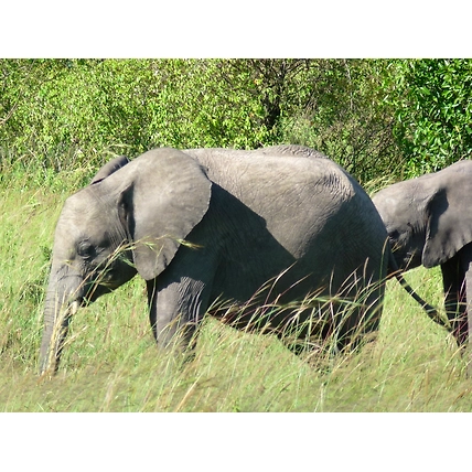 7 Days Best Safari Tour in Kenya Meru National Park, Samburu , Lake Nakuru &amp; Masai Mara Game Reserve-3