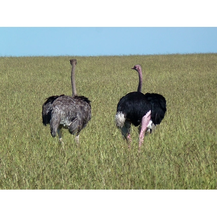 7 Days Best Safari Tour in Kenya Meru National Park, Samburu , Lake Nakuru &amp; Masai Mara Game Reserve-4