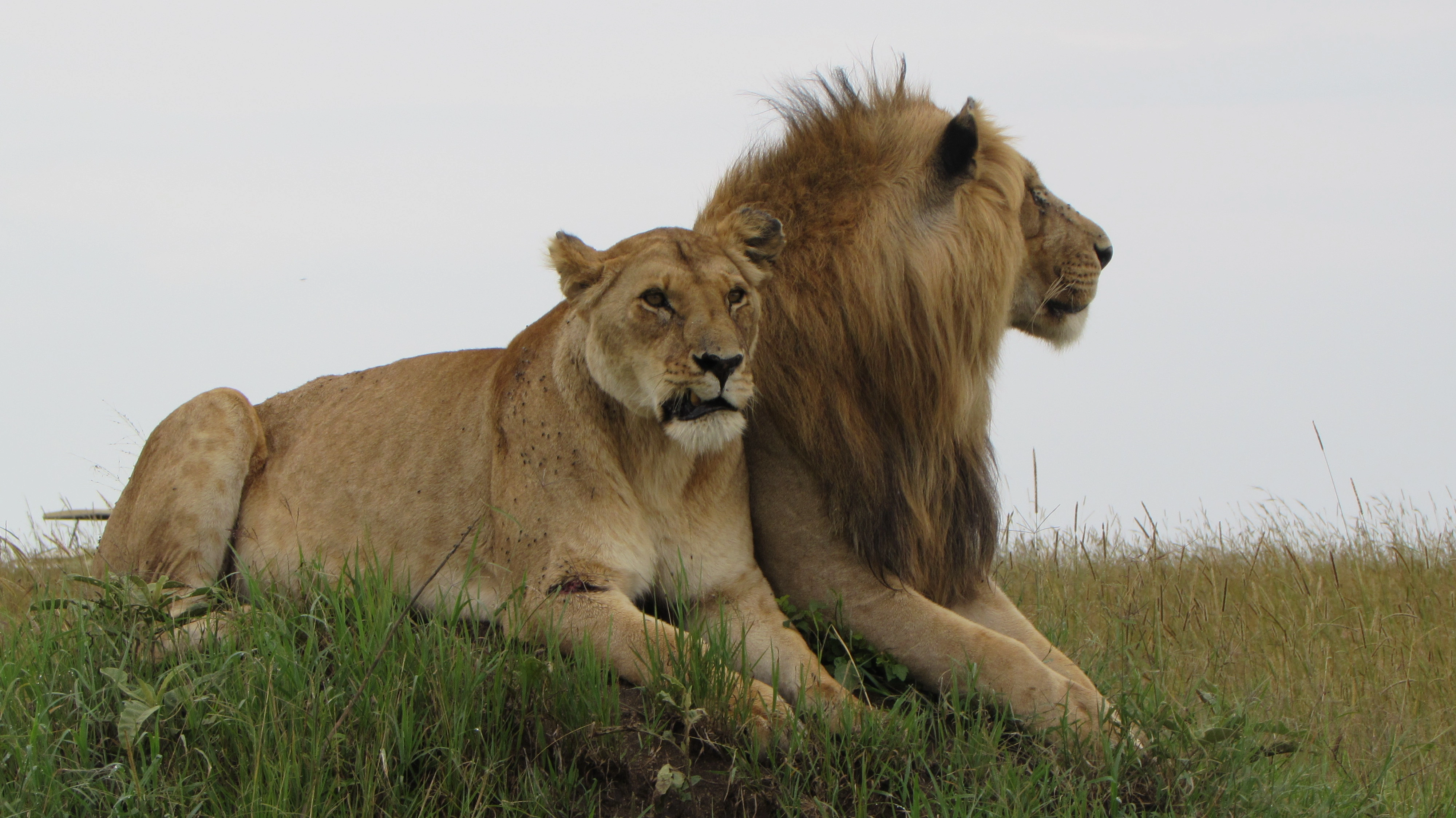 09 Days Perfect Kenya Safari Package Amboseli, Lake Naivasha, Lake Nakuru, Masai Mara.-2