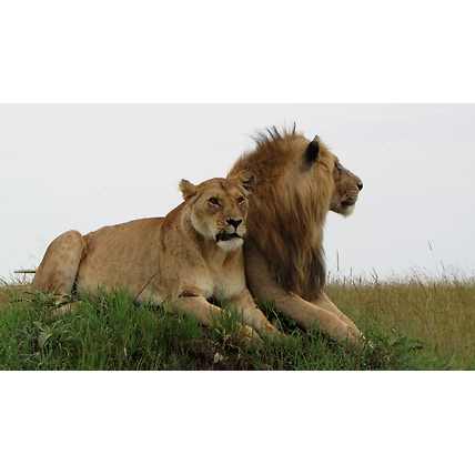 09 Days Perfect Kenya Safari Package Amboseli, Lake Naivasha, Lake Nakuru, Masai Mara.-2
