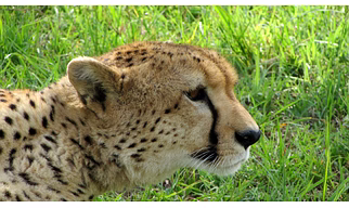 5 Days Kenya Tour Safari Samburu National Reserve and Meru National Park.