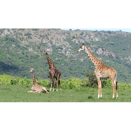 5 Days Kenya Tour Safari Samburu National Reserve and Meru National Park.-1