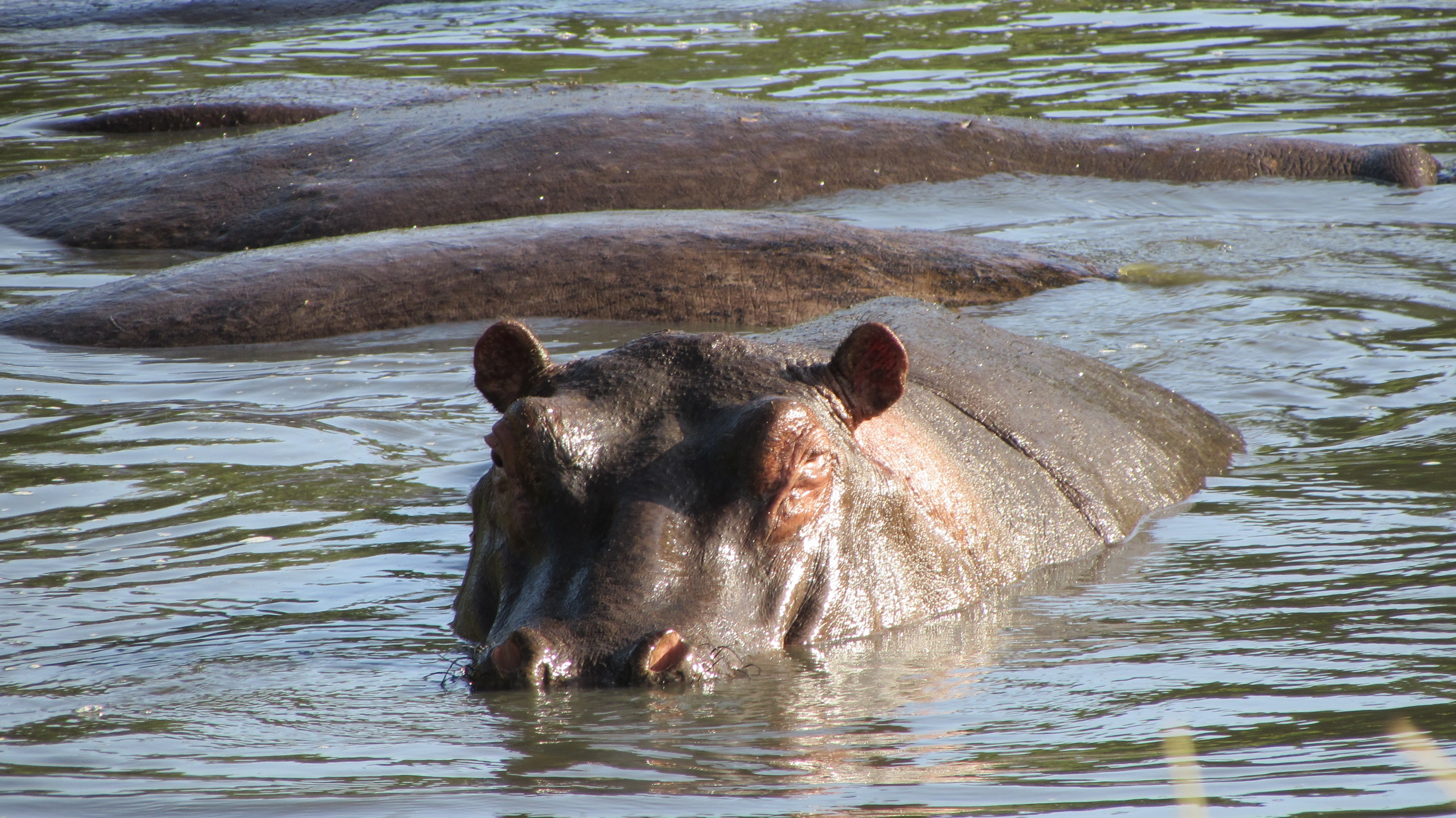 5 Days Kenya Tour Safari Samburu National Reserve and Meru National Park.-2