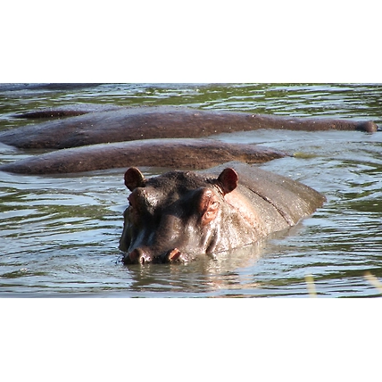 5 Days Kenya Tour Safari Samburu National Reserve and Meru National Park.-2
