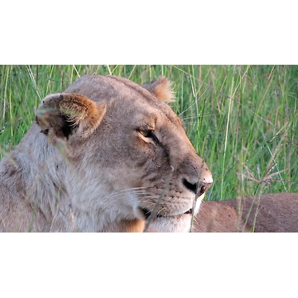 5 Days Kenya Tour Safari Samburu National Reserve and Meru National Park.-3