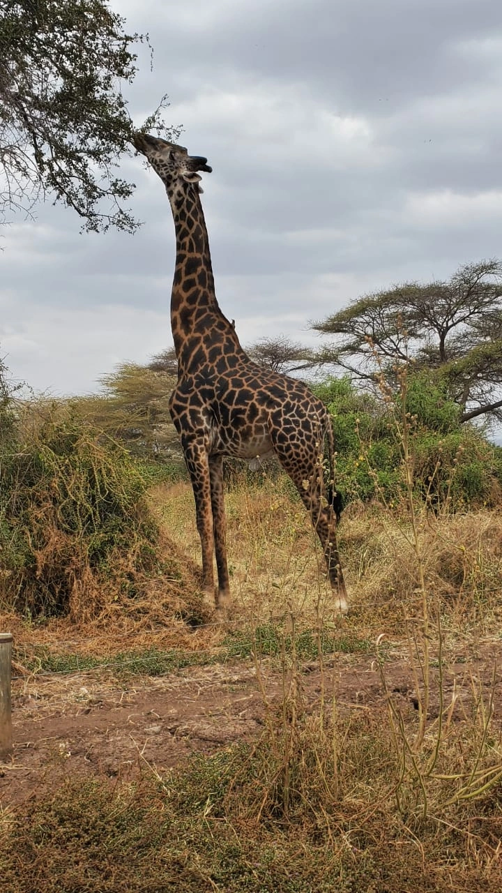 6 DAYS KENYA SAFARI TOUR PACKAGE-2