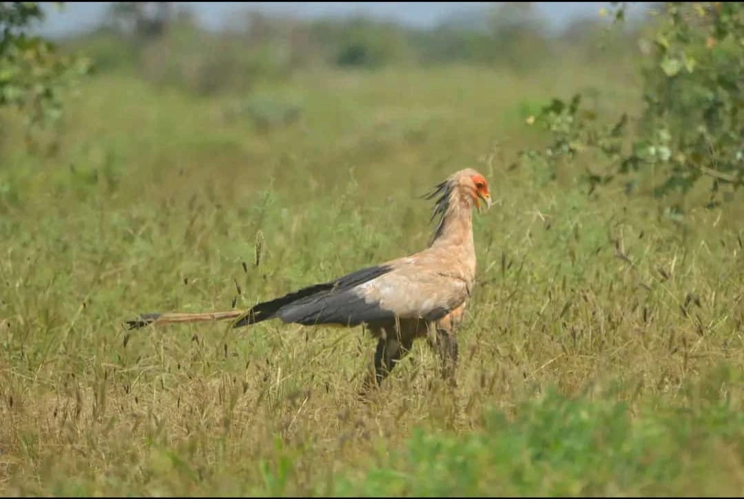 7 Days Luxury Safari Tours in Kenya-4