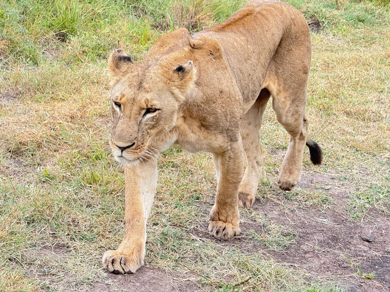 10 Days Masai Mara–Lake Naivasha–Lake Nakuru–Amboseli–Tsavo West–Tsavo East Safari Package-4