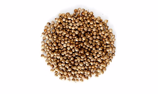 Coriander Seeds