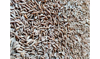 CUMIN EUROPE 99%