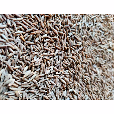 cumin europe 99%