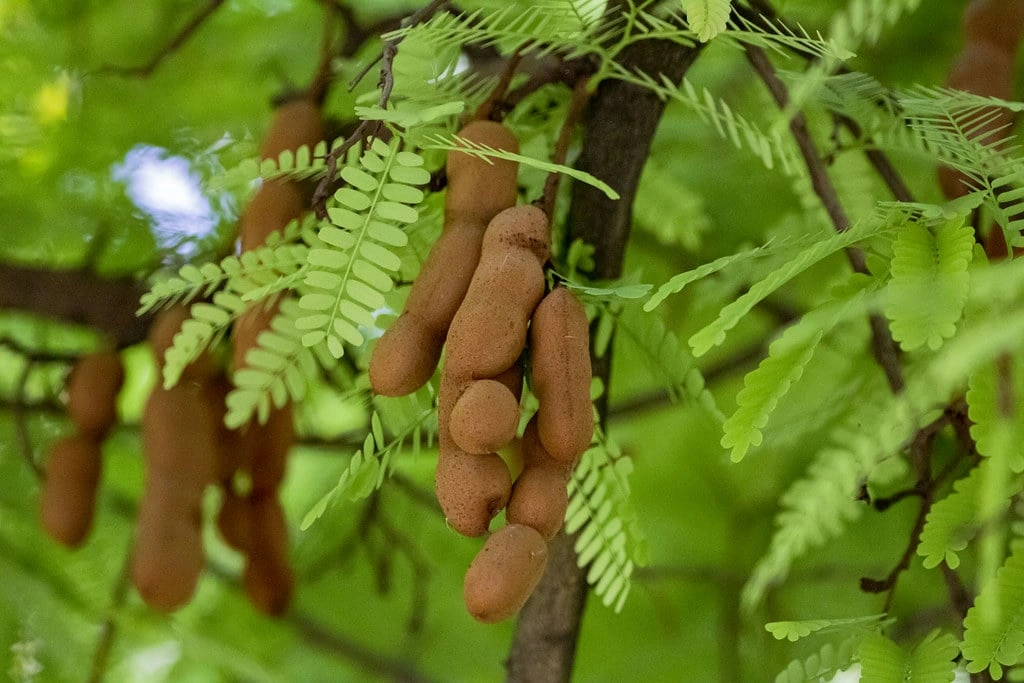 Tamarind-2