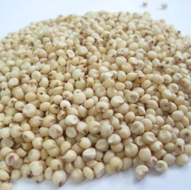 Sorghum millet [Jowar] Export Quality-12627354