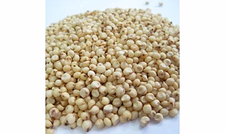 Sorghum millet [Jowar] Export Quality