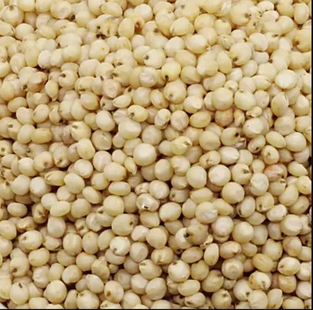 Sorghum millet [Jowar] Export Quality-1