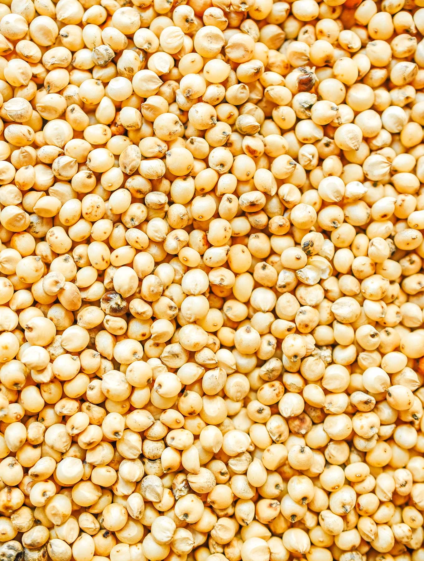 Sorghum millet [Jowar] Export Quality-3