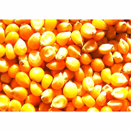 maize- corn