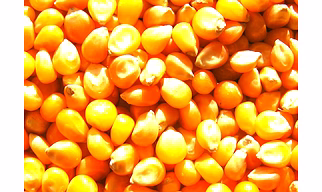 Maize- Corn