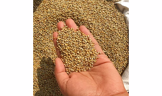 Pearl Millet
