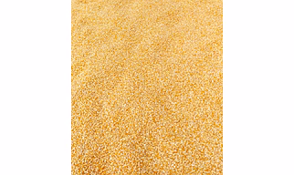 Yellow Maize