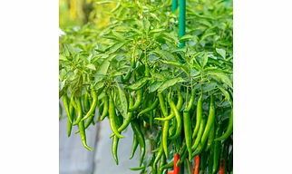 Fresh Green Chilli