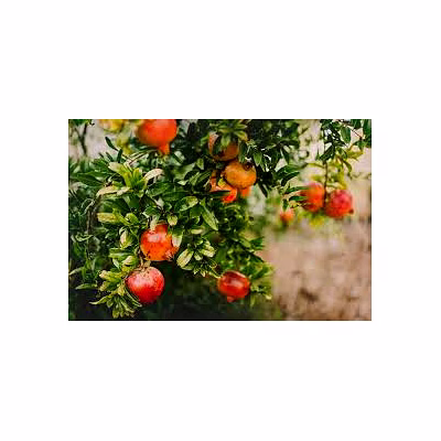 pomogranate