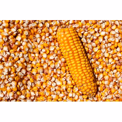 maize