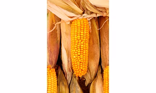 maize
