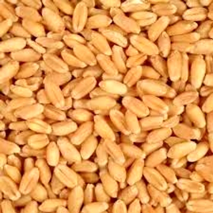 Whole Wheat-8